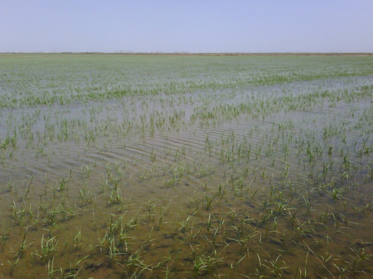 rice in the katy prairie