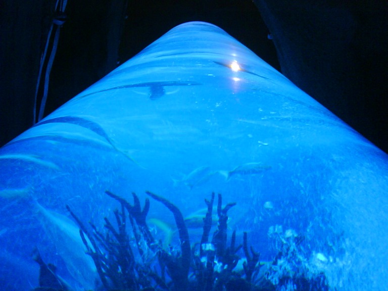 Inside The Downtown Aquarium